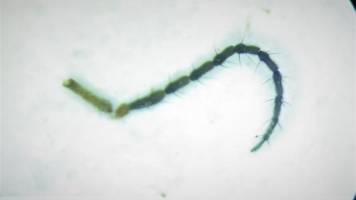 Tipula rufina